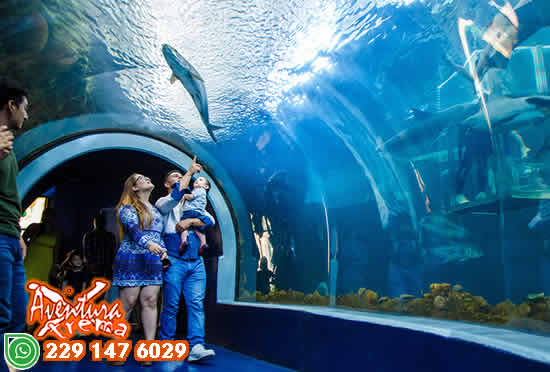 Tour al Acuario de Veracruz Saliendo de Veracruz o Boca del Río